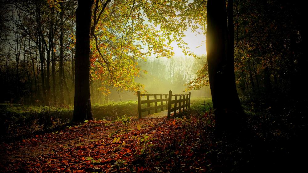 Footbridge in the autumn forest wallpaper
