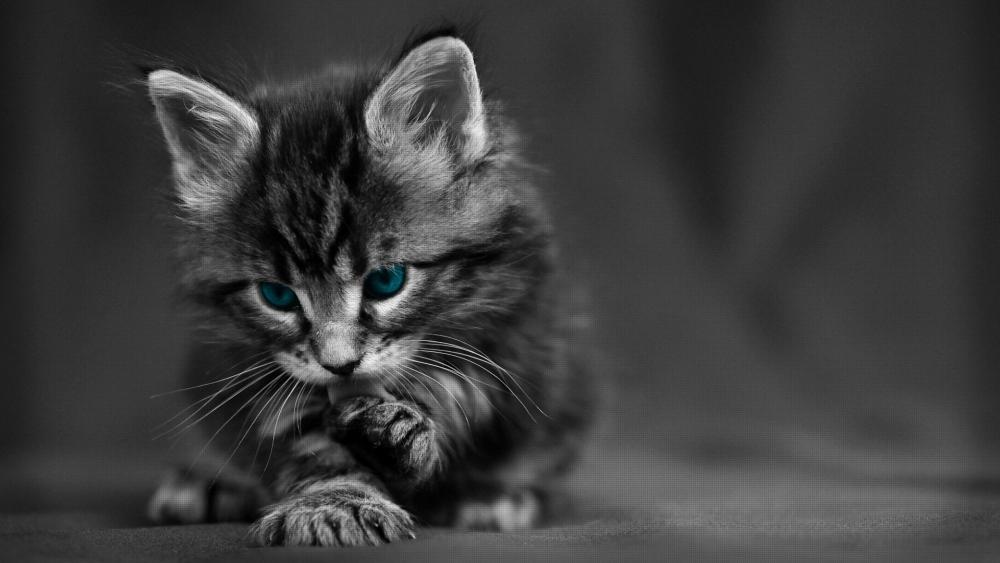 Cute blue-eyed catling wallpaper
