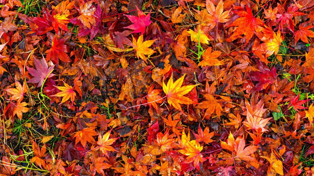 Red autumn leaves wallpaper - backiee