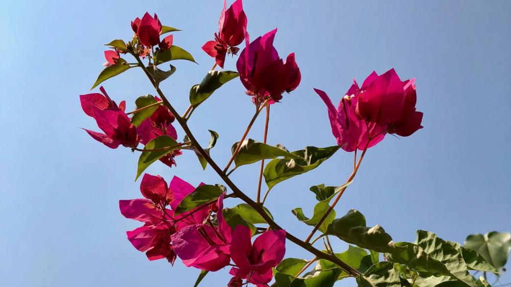 Pink Bougainvillea wallpaper