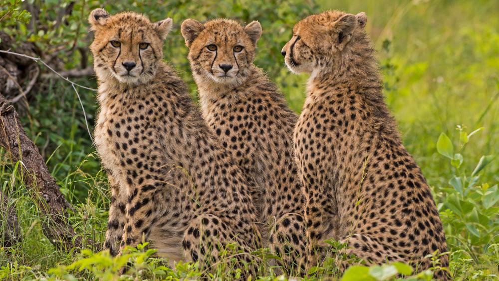 Three young cheetahs wallpaper