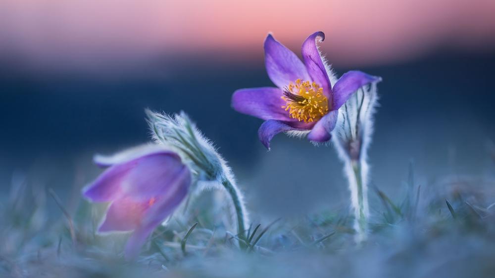 Purple pasque flowers wallpaper