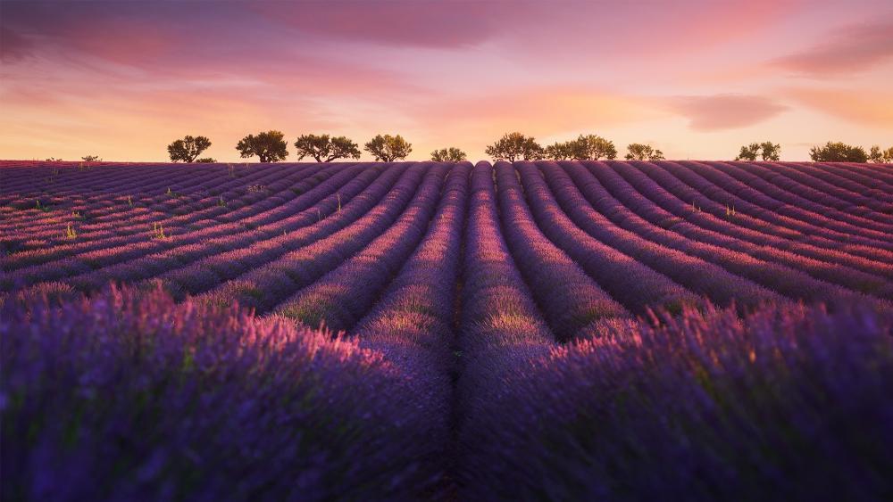 Valensole Plateau lavenders at sunset wallpaper