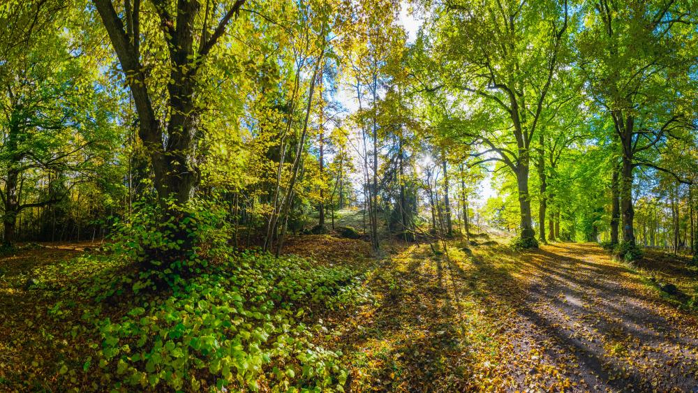 Early autumn forest wallpaper