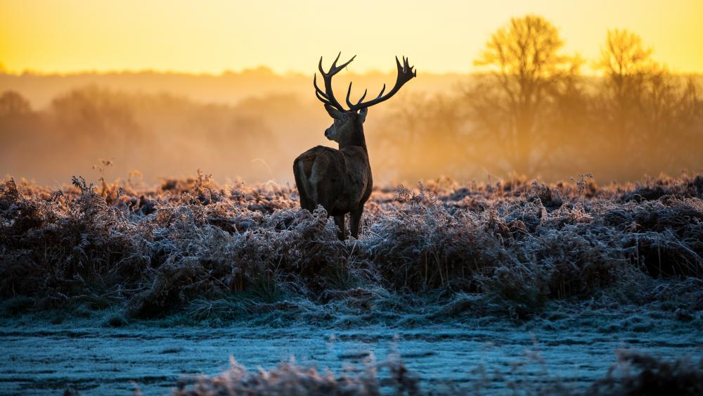 Deer in the hoary grass wallpaper