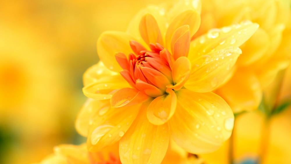 Yellow Dhalia wallpaper