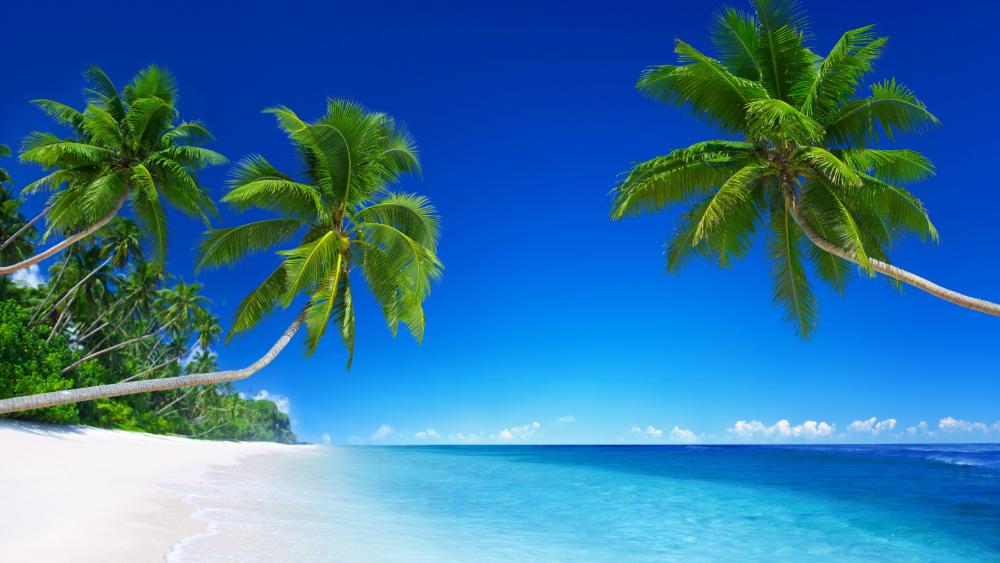 White sandy tropical beach with palms wallpaper