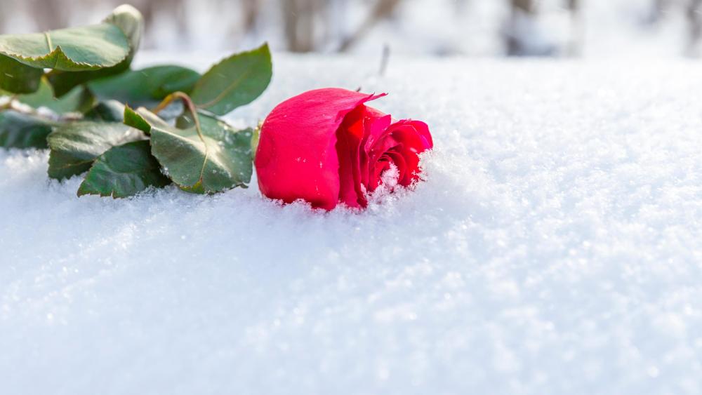 Red rose in the snow wallpaper