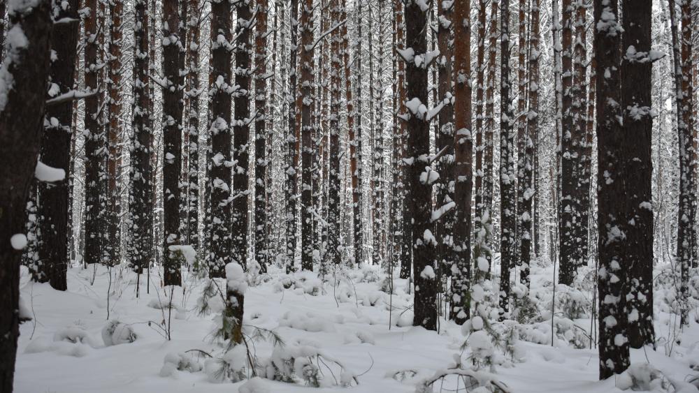Snowy forest in Novosibirsk (Russia) wallpaper