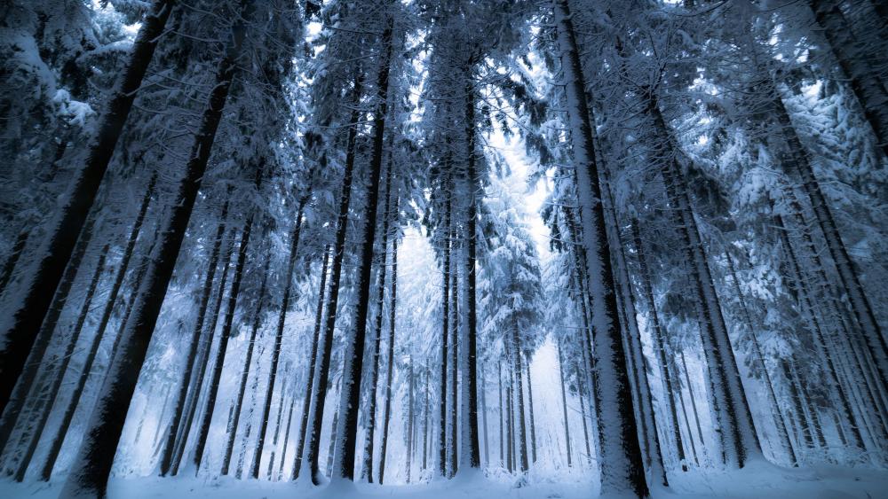 Winter forest wallpaper