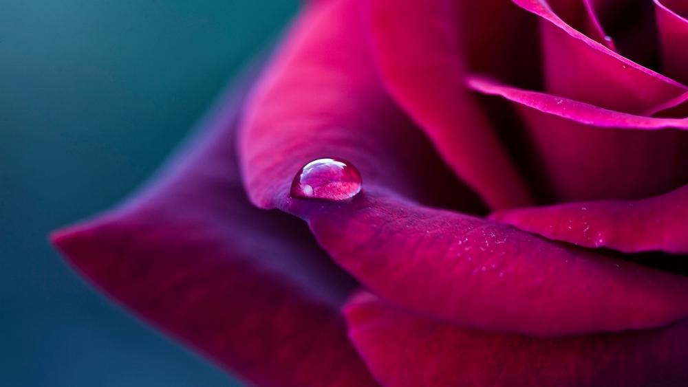 Dewdrop on a red rose wallpaper