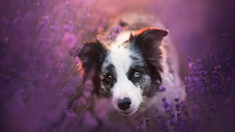 Border Collie among the lavenders wallpaper