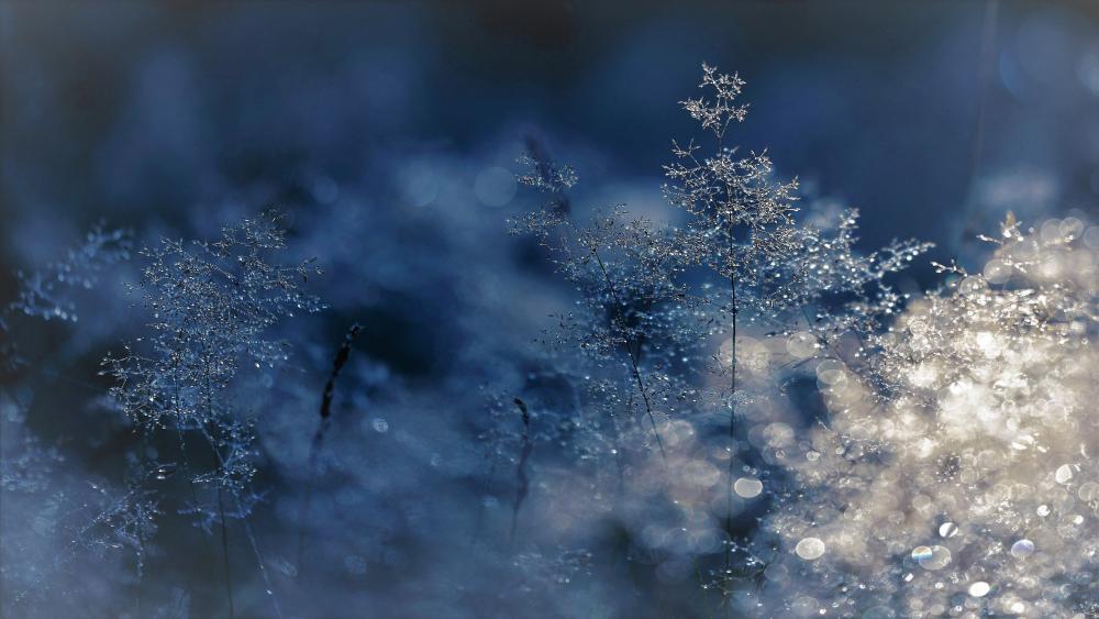Winter cold wallpaper