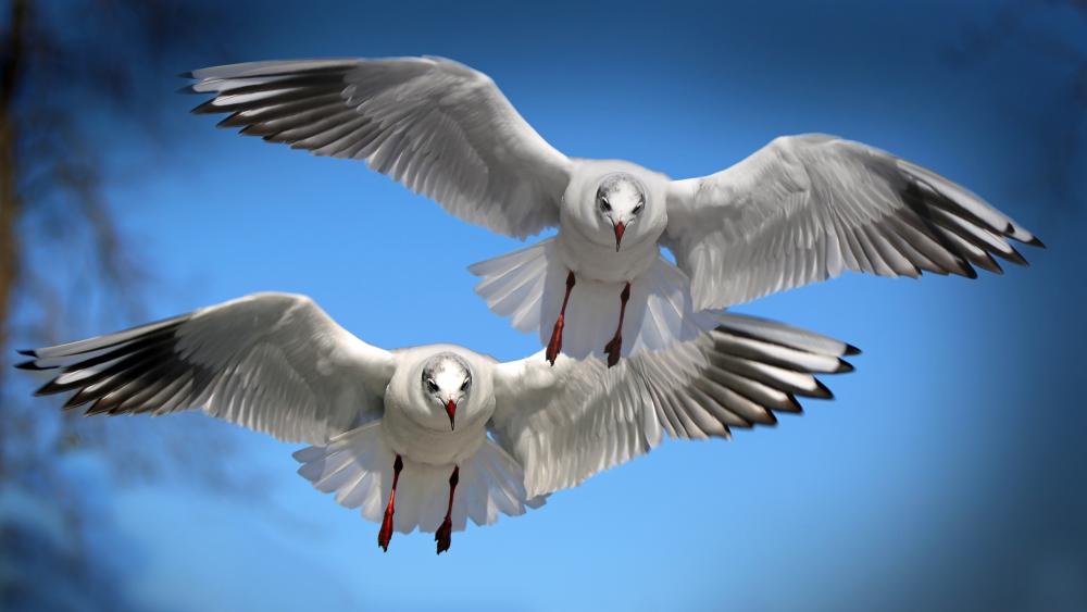 Flying seagulls wallpaper