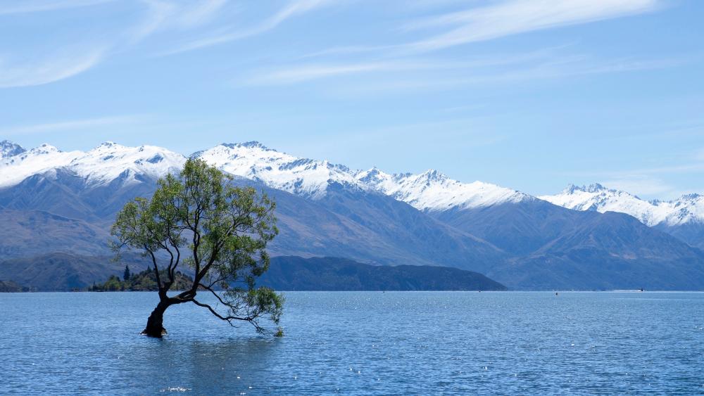 Solitary tree in the middle of Lake Wanaka wallpaper