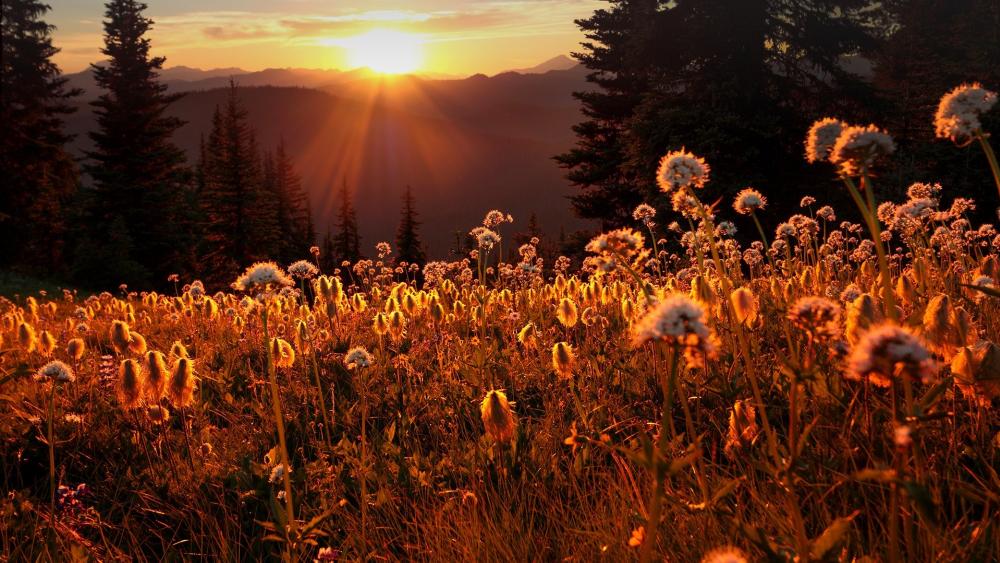 E. C. Manning Provincial Park (Canada) wallpaper