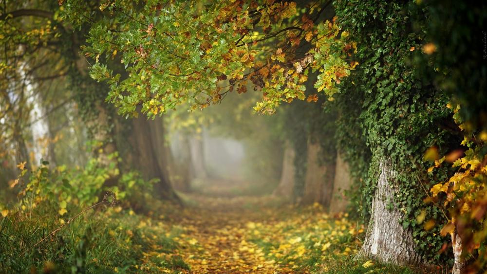 MagicaltTree tunnel at fall wallpaper