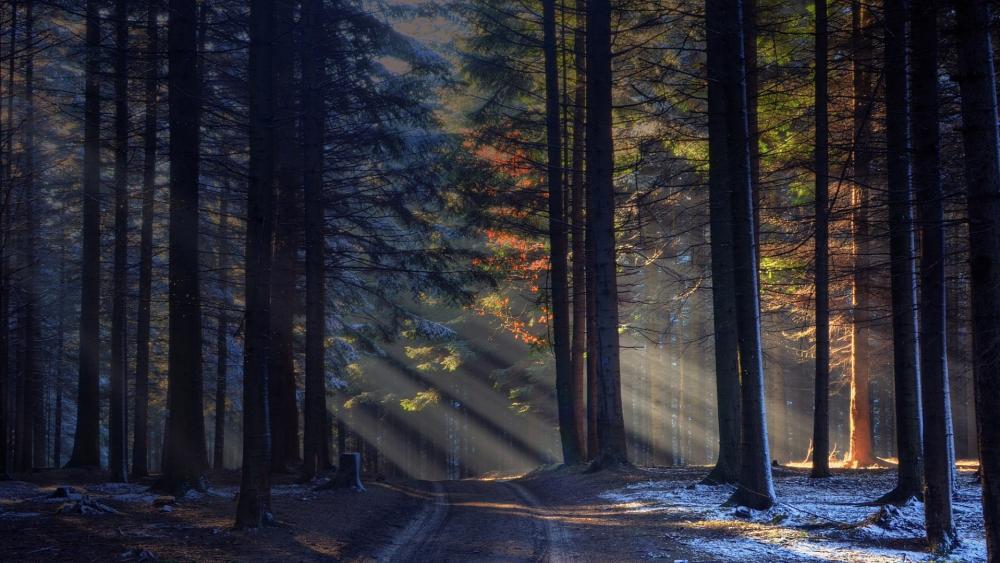 Rays of sun in the forest wallpaper