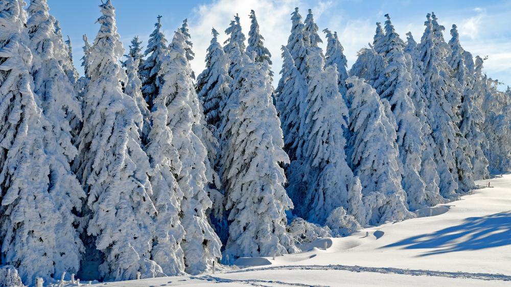 Snowy pine trees wallpaper