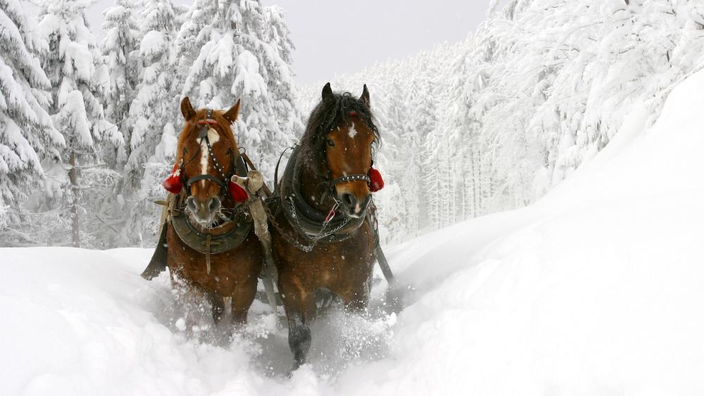 Sleigh rides wallpaper