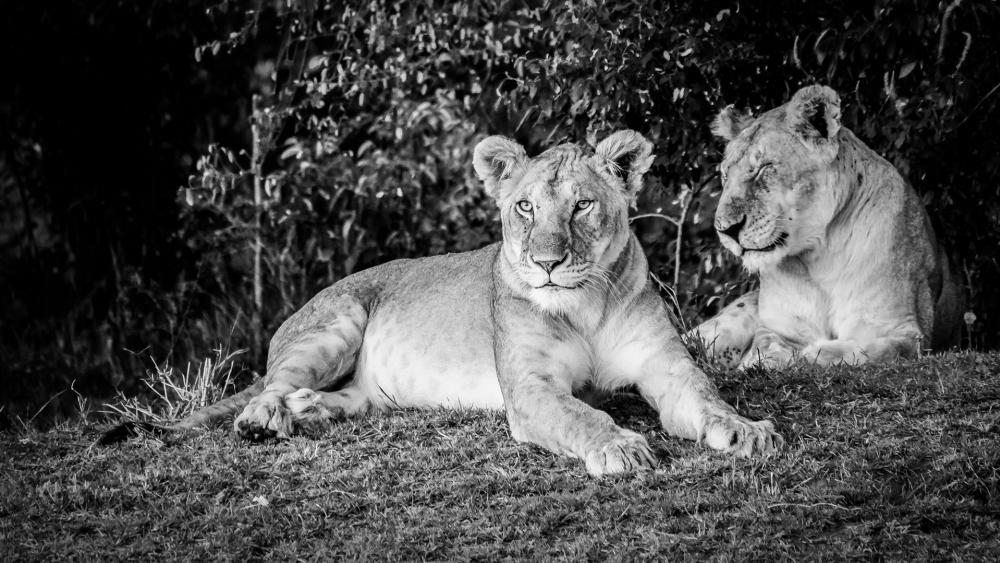 Monochrome Lions wallpaper