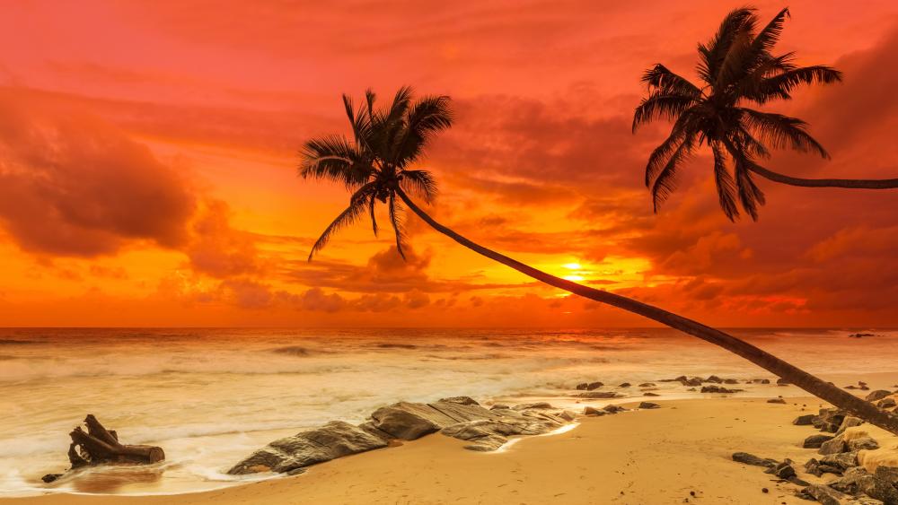 Tropical sunset wallpaper
