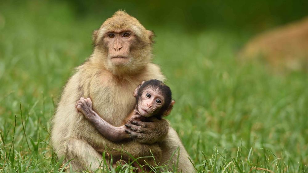 Cute monkey baby with her mom wallpaper