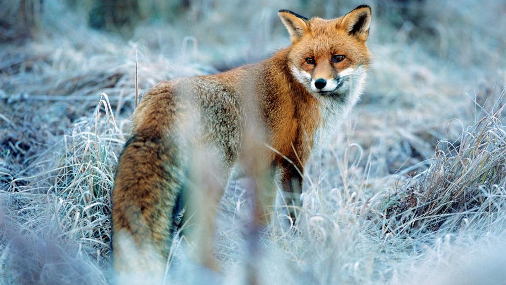 Red fox in winter wallpaper
