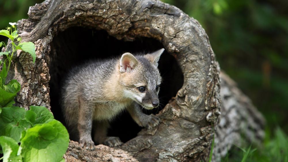 Grey fox cub wallpaper