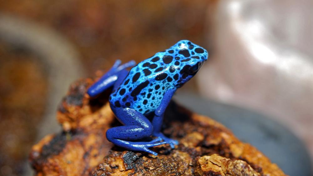 Blue poison arrow frog wallpaper