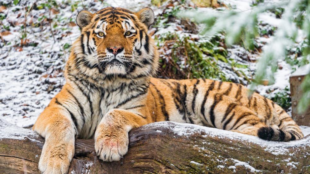 Amur Tiger wallpaper