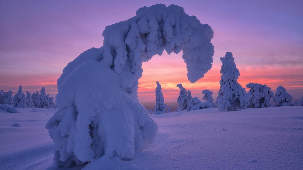 Snowy pine trees in the Riisitunturi National Park wallpaper