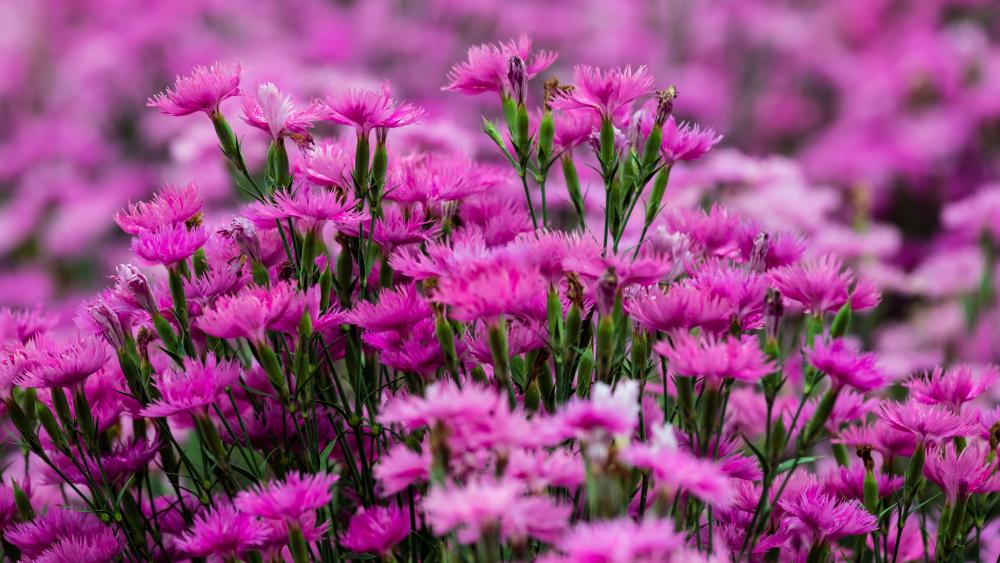 Blooming pink Dianthus flowers wallpaper