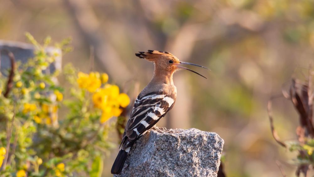 An Indian Hoopoe in the Wild wallpaper
