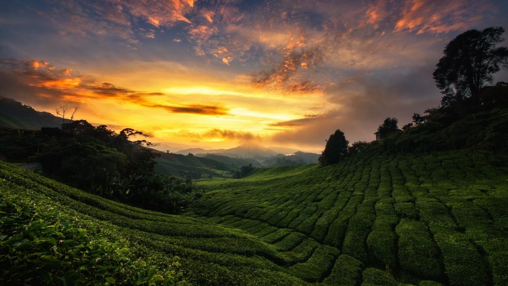 Tea plantation wallpaper