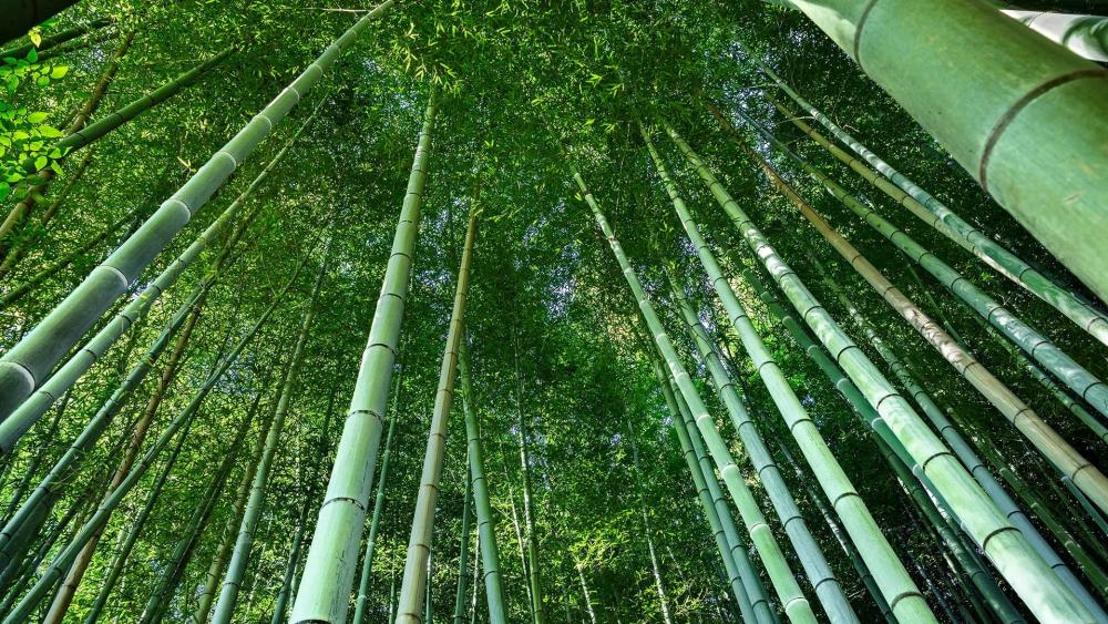 Low angle view of bamboo in forest, Kyoto, Japan wallpaper