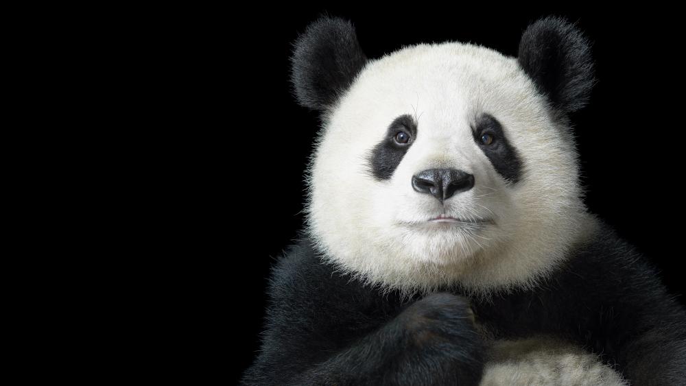 Panda portrait wallpaper