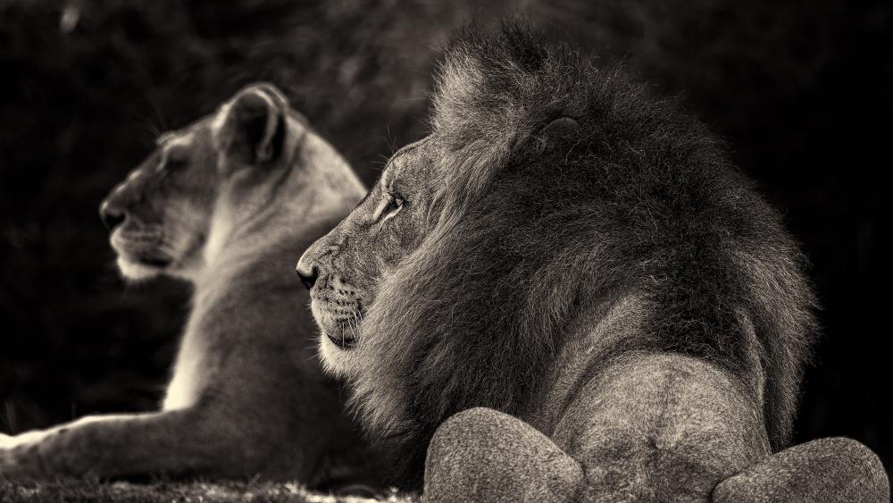 Black and white lion and lioness photo wallpaper