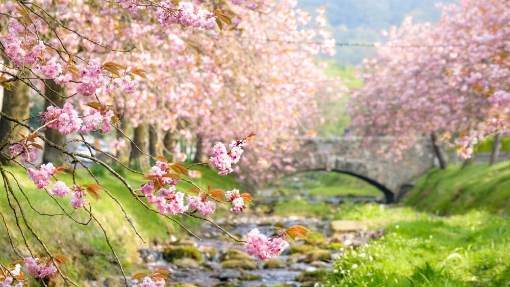 Blooming cherry tree lane wallpaper