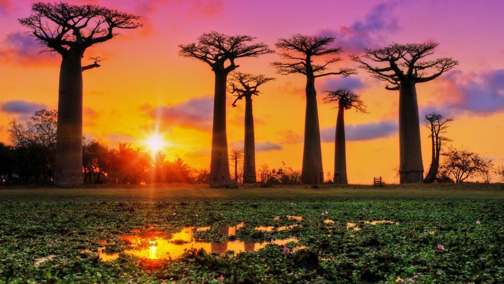 Avenue of the Baobabs wallpaper
