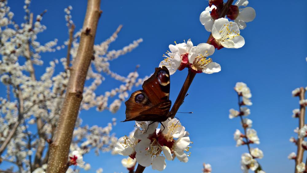 Butterfly on blooming twig 🦋 wallpaper