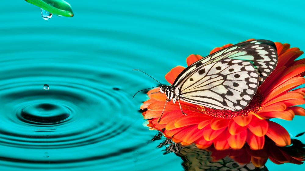 Drinking butterfly wallpaper