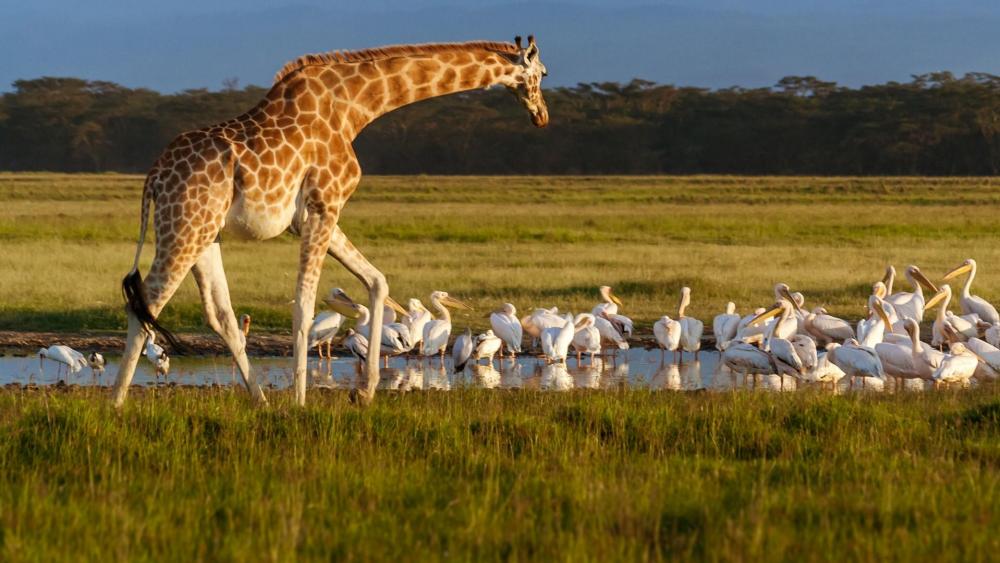 Lake Nakuru National Park wildlife wallpaper