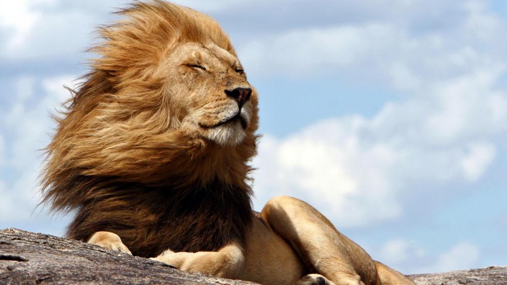 Lion enjoying wind wallpaper