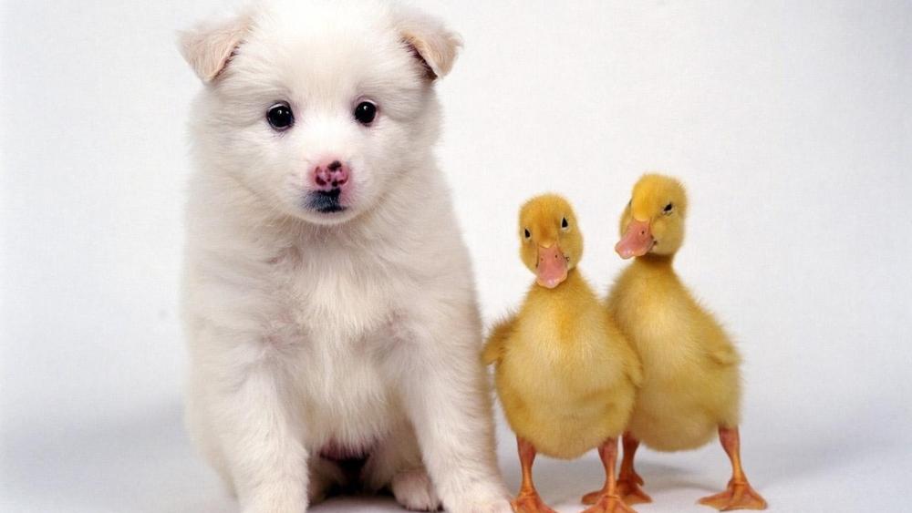 Dog and duck wallpaper