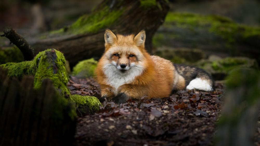 Red fox in mossy forest wallpaper