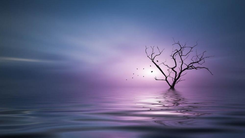 Solitary dry tree in the water wallpaper