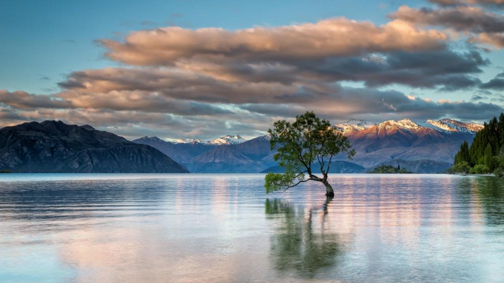 Lone Tree of Lake Wanaka wallpaper - backiee