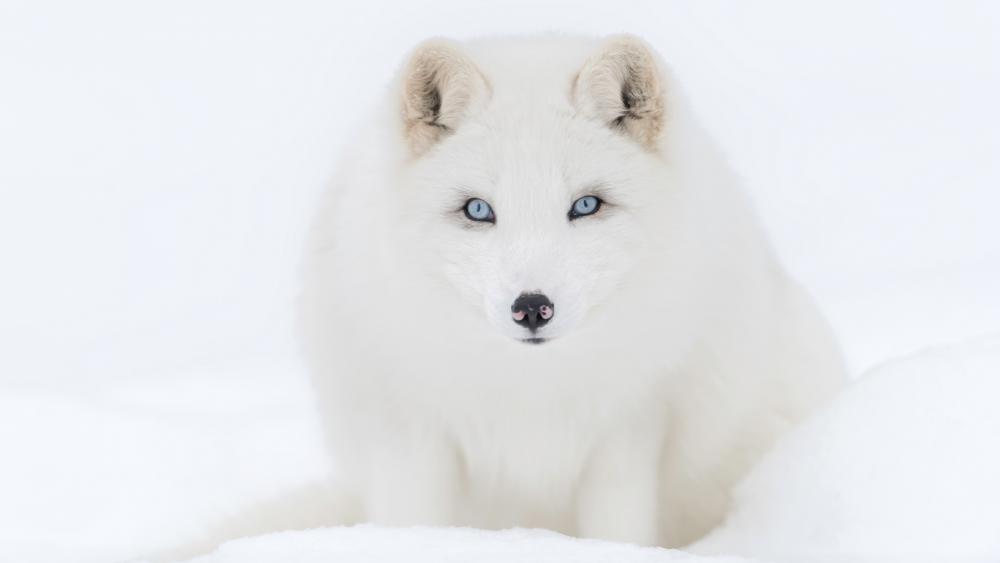 Arctic fox on snow wallpaper