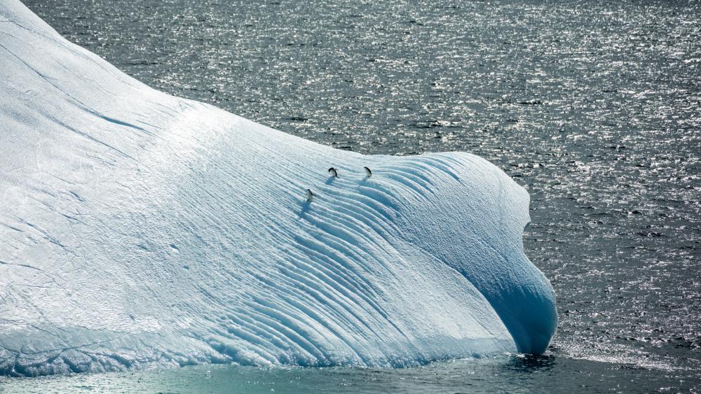 Penguins on an Iceberg in Antarctica wallpaper